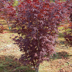 Acer palmatum 'Emperor I' - Emperor I Japanese Maple