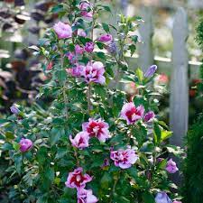 Hibiscus syriacus 'Gandini Santiago' Treeform- Purple Pillar® Rose of Sharon Treeform