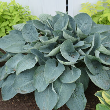 Hosta 'Above the Clouds' - Shadowland® 'Above the Clouds' Hosta