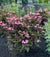 Hydrangea serrata 'JPD01' - Pink Dynamo™ Mountain Hydrangea