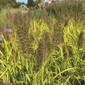 Pennisetum alopecuroides 'Pure Energy' - Pure Energy Fountain Grass