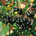 Aronia Melanocarpa - Glossy Black Chokeberry