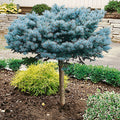 Picea pungens glauca 'Globosa' Standard - Globe Blue Spruce Standard