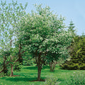 Prunus Virginiana - Common Chokecherry
