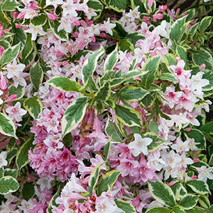 Weigela florida 'Nana Variegata' Dwarf Variegated Weigela hillennursery