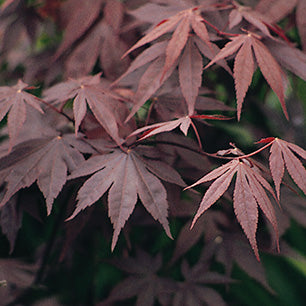 Acer palmatum 'Bloodgood' Treeform - Bloodgood Treeform Japanese Maple