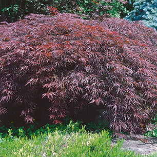 Acer palmatum diss 'Inaba Shidare' - Inaba Shidare Japanese Maple