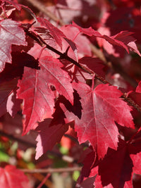 Acer rubrum 'Burgundy Belle®' - Burgundy Belle Red Maple