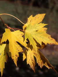 Acer saccharinum 'Silver Queen' - Silver Queen Silver Maple