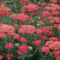 Achillea 'Firefly Red Pop' - Firefly Red Pop Yarrow