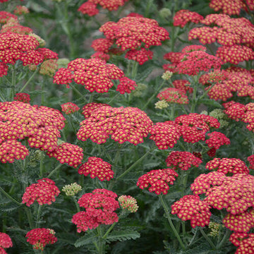 Achillea 'Firefly Red Pop' - Firefly Red Pop Yarrow