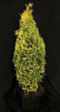 Thuja occidentalis 'Jantar' - Amber Gold Cedar