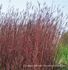 Andropogon gerardii 'Red October' - Red October Big Bluestem