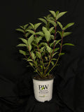 Cornus stolonifera 'Farrow' - Arctic Fire® Red Osier Dogwood