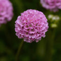 Armeria pseudarmeria 'Sweet Dreams' - Sweet Dreams Thrift