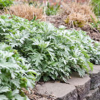 Artemisia 'Silver Lining' - Silver Lining White Sagebrush