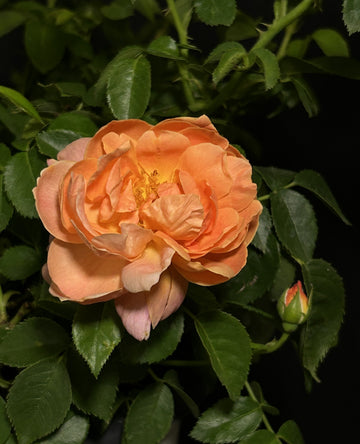 Rosa 'HORCOGJIL' - At Last® Rose