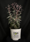 Sedum Rock and Grow® 'Back in Black' - Back in Black Stonecrop