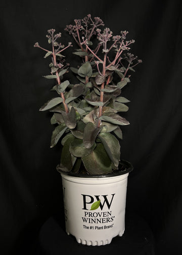 Sedum Rock and Grow® 'Back in Black' - Back in Black Stonecrop