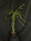 Hedera Helix 'Baltica' - Baltic Ivy