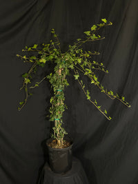 Hedera Helix 'Baltica' - Baltic Ivy