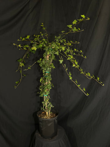 Hedera Helix 'Baltica' - Baltic Ivy