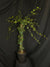 Hedera Helix 'Baltica' - Baltic Ivy