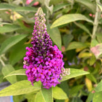 Buddleia x 'PODvb3-30' - Birthday Cake™ Butterfly Bush