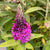 Buddleia x 'PODvb3-30' - Birthday Cake™ Butterfly Bush