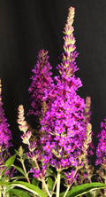 Buddleia x 'PODvb3-30' - Birthday Cake™ Butterfly Bush