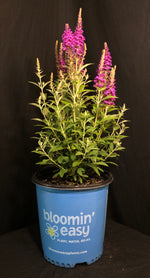 Buddleia x 'PODvb3-30' - Birthday Cake™ Butterfly Bush