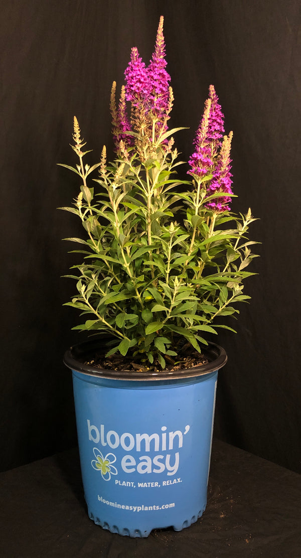 Buddleia x 'PODvb3-30' - Birthday Cake™ Butterfly Bush