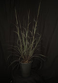 Andropogon gerardii ‘Blackhawks’ - Blackhawks Big Bluestem