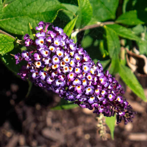 Buddleia x 'PODARASNGA 9-15' - Blueberry Pie™ Butterfly Bush