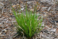 Carex pensylvanica - Pennsylvania Sedge