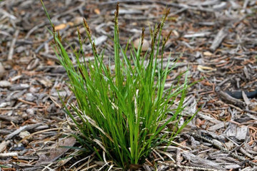 Carex pensylvanica - Pennsylvania Sedge