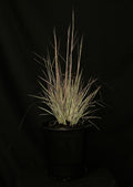 Schizachyrium scoparium 'Chameleon' - Chameleon Little Bluestem