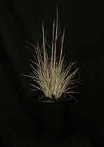 Schizachyrium scoparium 'Chameleon' - Chameleon Little Bluestem