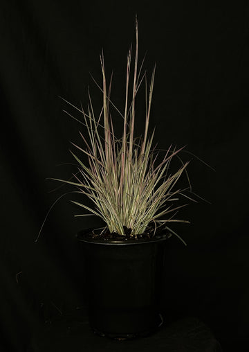 Schizachyrium scoparium 'Chameleon' - Chameleon Little Bluestem