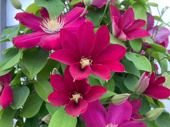 Clematis 'Evipo081' Issey™ - Issey™ Boulevard® Clematis