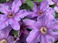 Clematis 'EviGsy151 PBR' Tumaini™ - Tumaini™ Clematis