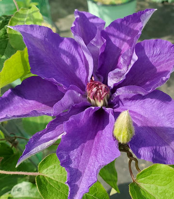 Clematis 'EviGsy152' - Lindsay™ Clematis