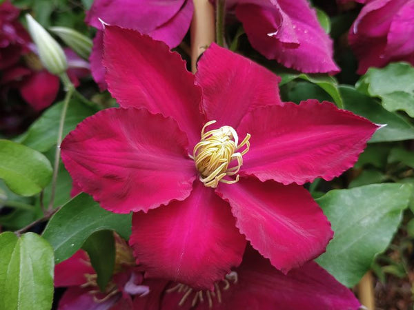 Clematis 'EviGsy154' - Elpis™ Clematis
