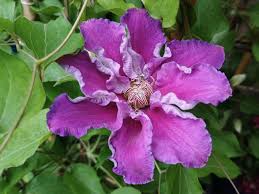 Clematis 'EviGsy156' - Baroness Fookes™ Clematis