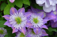 Clematis 'Evipo038'   Crystal Fountain™ - Crystal Fountain™ Regal® Clematis