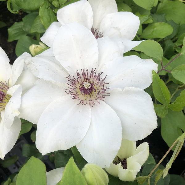 Clematis 'Evipo052' - Ninon™ Boulevard® Clematis
