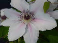 Clematis 'Evipo073' - The Countess of Wessex™ Boulevard® Clematis