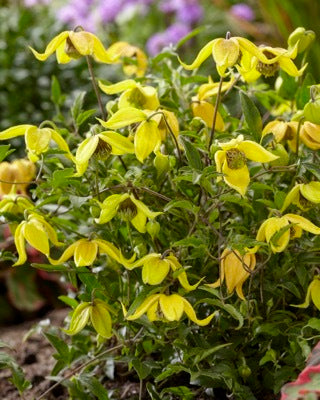 Clematis 'Zo14100' - Little Lemons Clematis