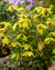 Clematis 'Zo14100' - Little Lemons Clematis