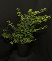 Hydrangea anomala petiolaris - Climbing Hydrangea